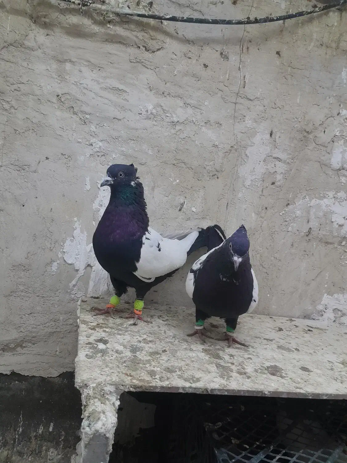 خواهشا عکس خوب نگاه کن پسند شد زنگ بزن .|پرنده|اقبالیه, |دیوار