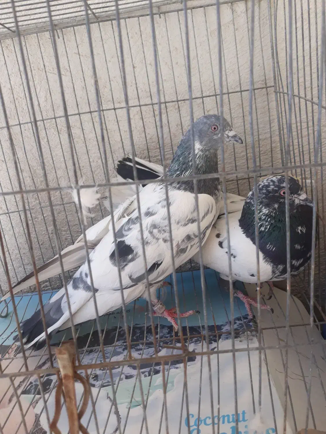 دوجفت پاکستانی عطیقه|پرنده|سراوان, |دیوار