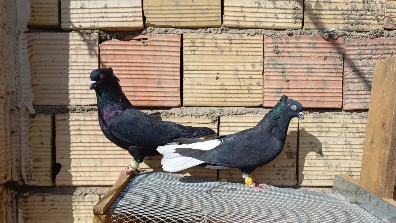 کبوتر یا کفتر|پرنده|ضیاء آباد, |دیوار