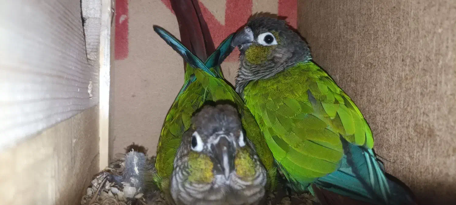 یک جفت طوطی مولد گرینچیک|پرنده|شوشتر, |دیوار