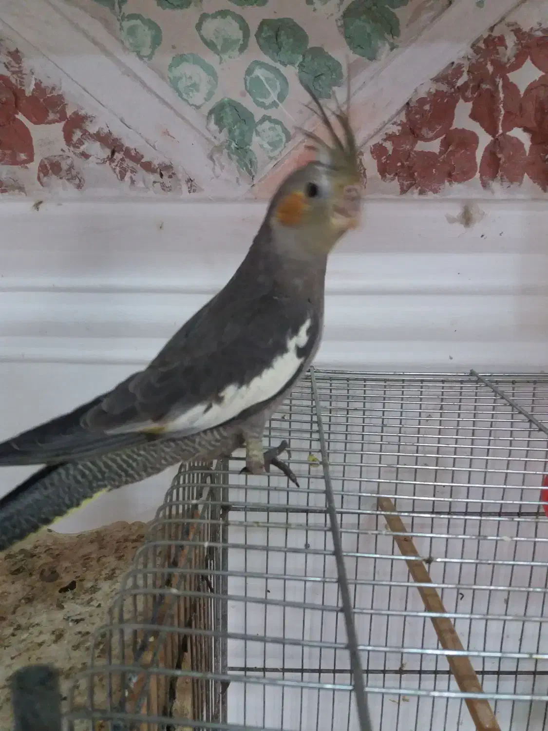 جوجه عروس هلندی دوماهه|پرنده|لاهیجان, آهندان|دیوار