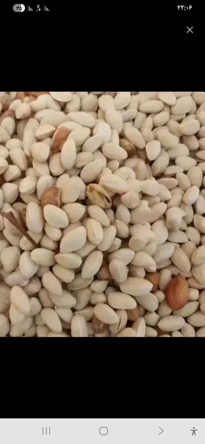 خرید پوک روابی گو...|خدمات باغبانی و درختکاری|انار, |دیوار