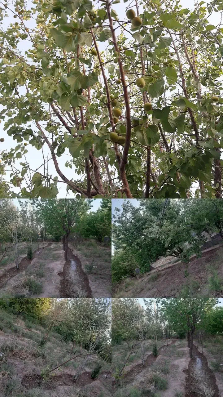 فروش ۵۵۰ متری|فروش دفتر صنعتی، کشاورزی، تجاری|نگار, |دیوار