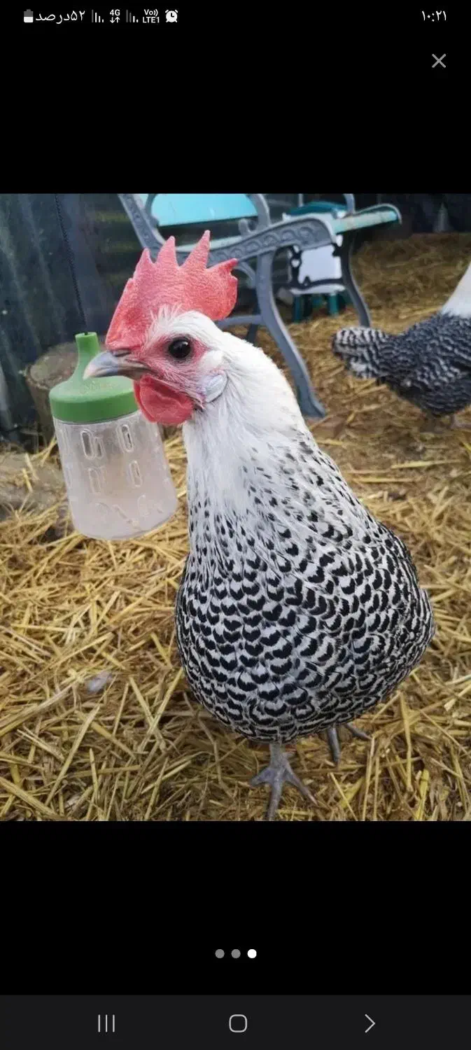 فروش تخم نطفه دار و جوجه (براکل )نژاد بلژیکی|حیوانات مزرعه|بندرعباس, |دیوار