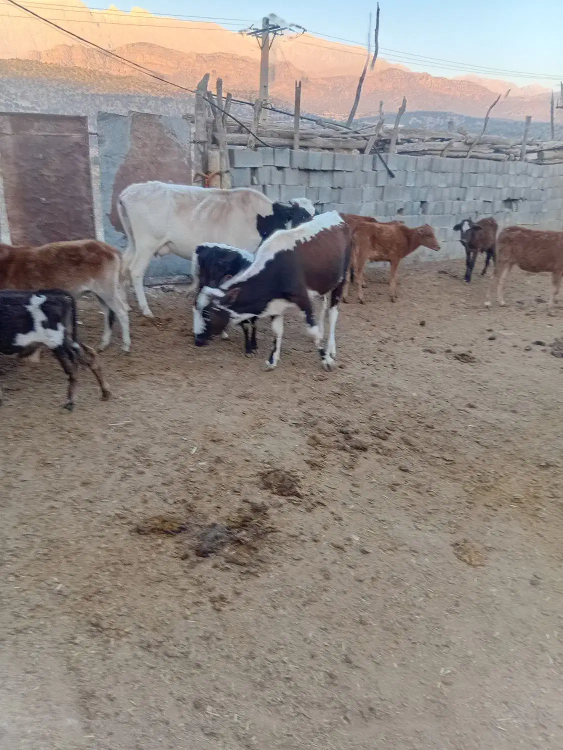 ۱۴ راس گوساله  گاو|حیوانات مزرعه|ابرکوه, |دیوار