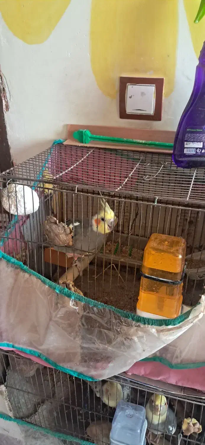 طوطی سخنگو|پرنده|اردبیل, |دیوار