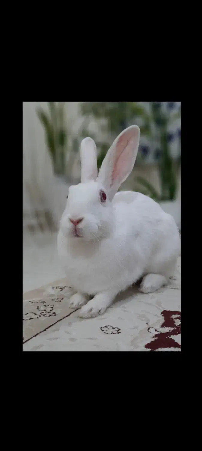 خرگوش|موش و خرگوش|بوشهر, |دیوار