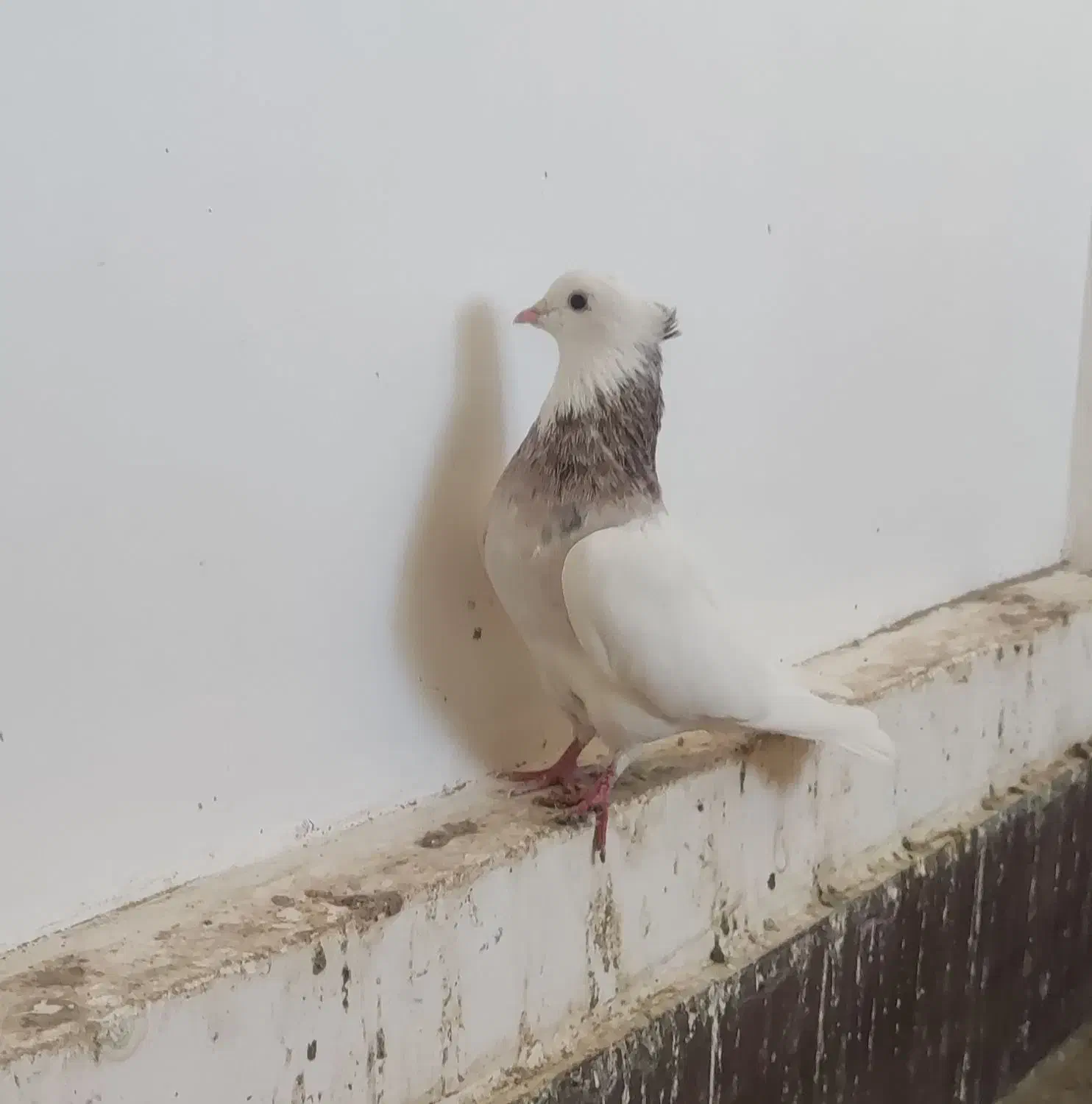 طوقی|پرنده|فردوس (خراسان), |دیوار