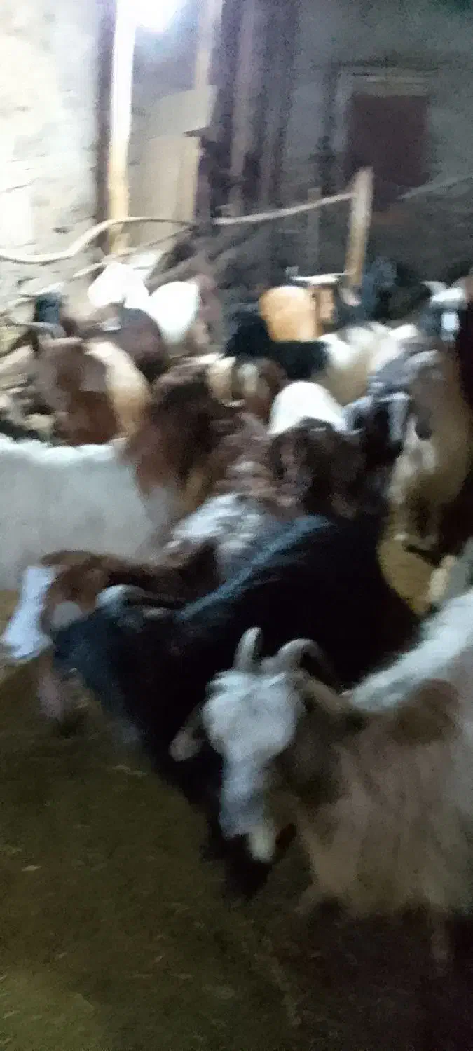 بز ماده|حیوانات مزرعه|گرمی, |دیوار