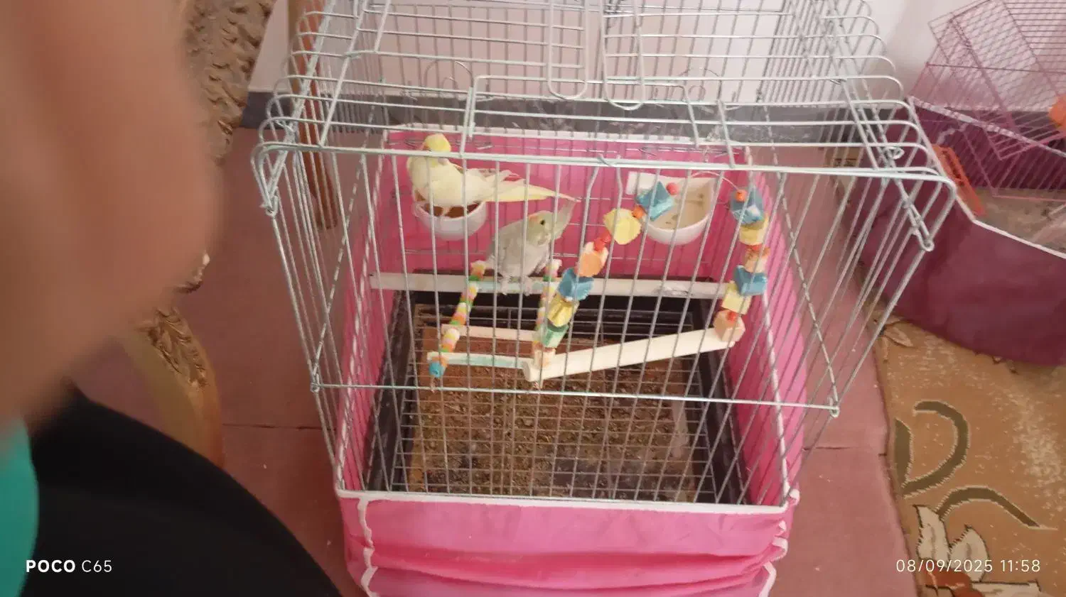 عروس هلندی مولد|پرنده|دامغان, |دیوار