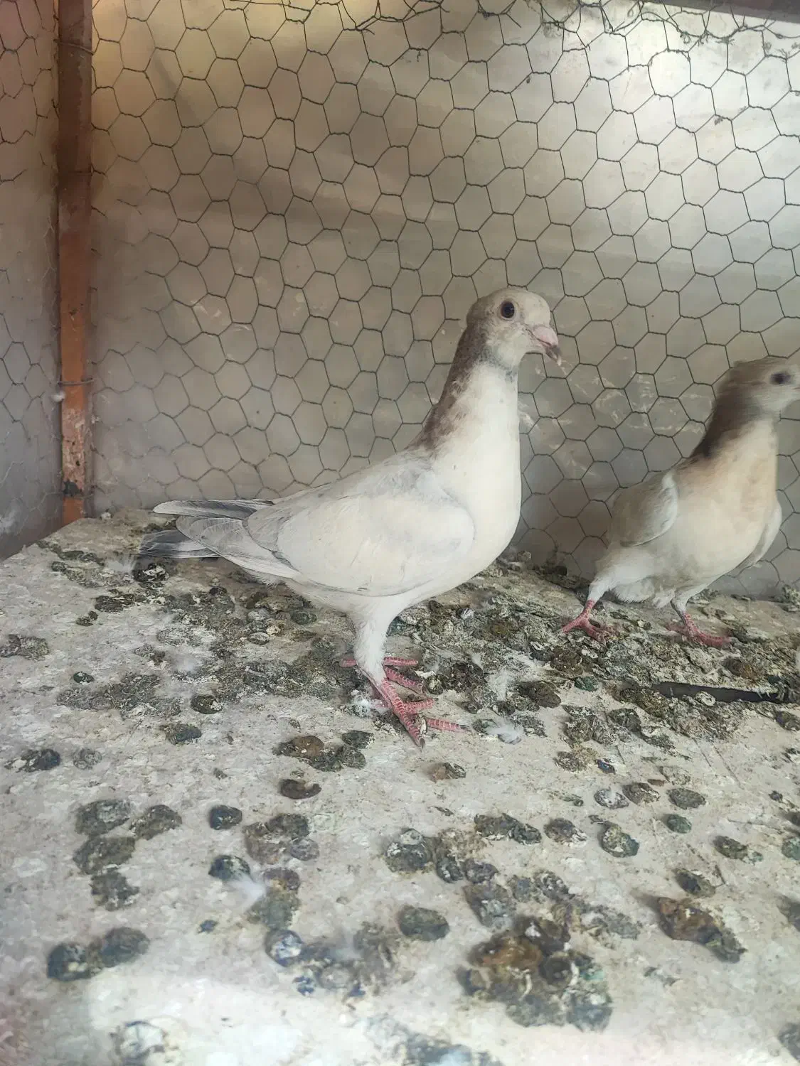 کبوتر سرور،|پرنده|مبارکه, |دیوار