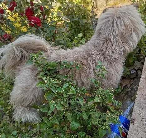 سگ‌ پاکوتاه|سگ|مشهد, سرافرازان|دیوار