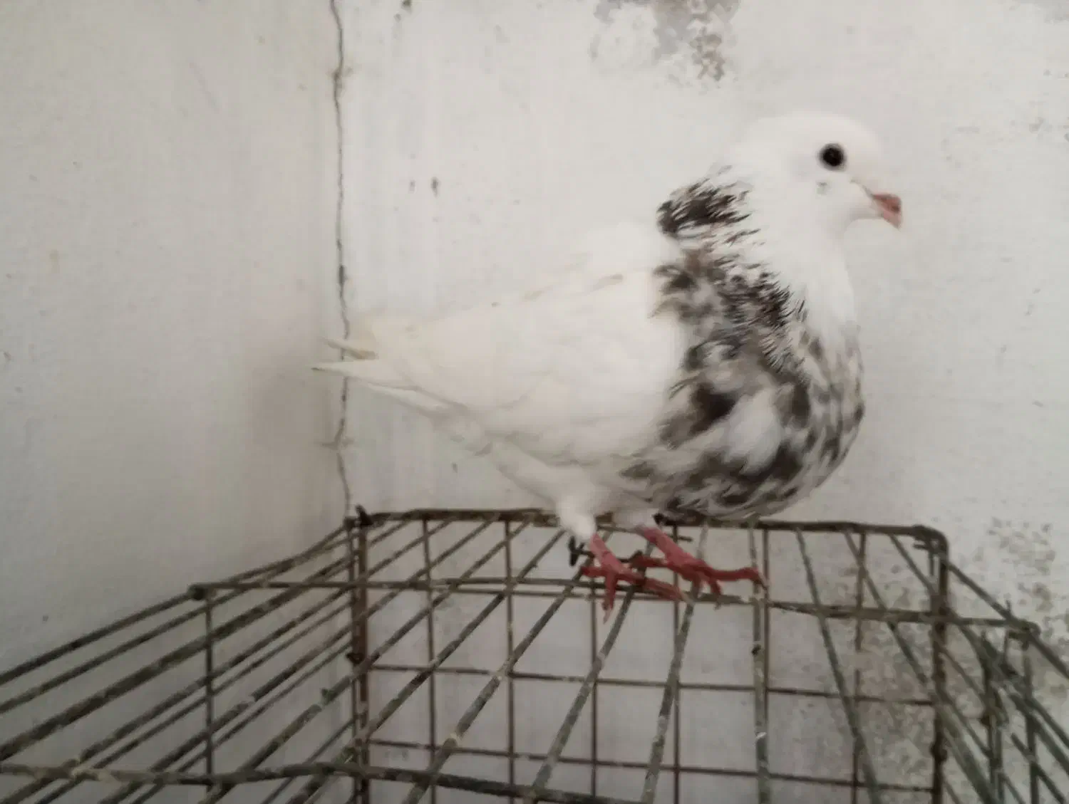 کبوتر طوقی|پرنده|گله دار, |دیوار