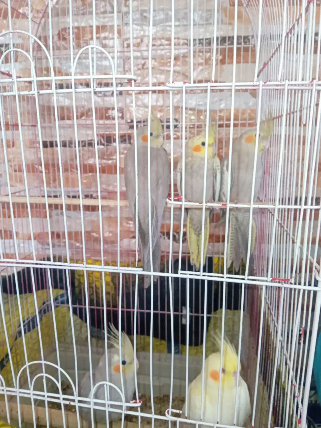 عروس هلندی|پرنده|دورود, |دیوار