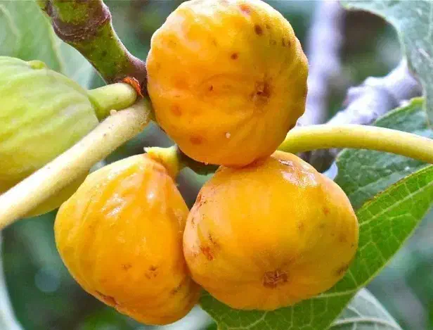 پیشفروش .نهال انجیر دیمی|خدمات باغبانی و درختکاری|بروجن, |دیوار