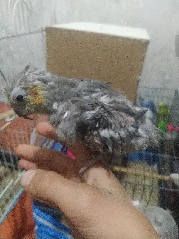 جوجه عروس|پرنده|قیدار, |دیوار