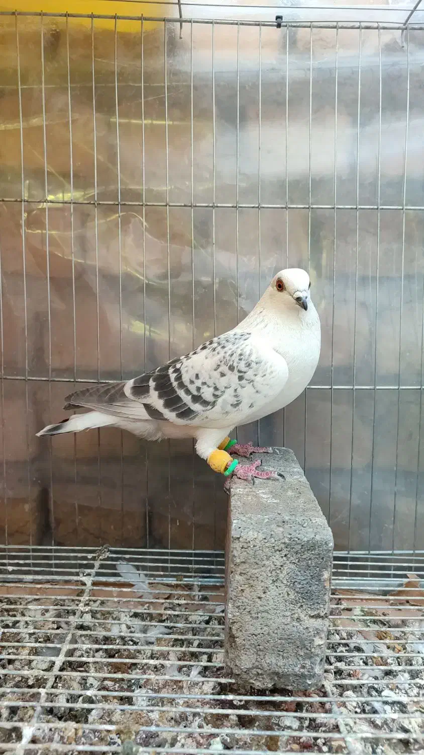 شامی و کرمونی وساده و سوسکی وکله دم سرخ و زرد ماده|پرنده|مشهد, هفده شهریور|دیوار