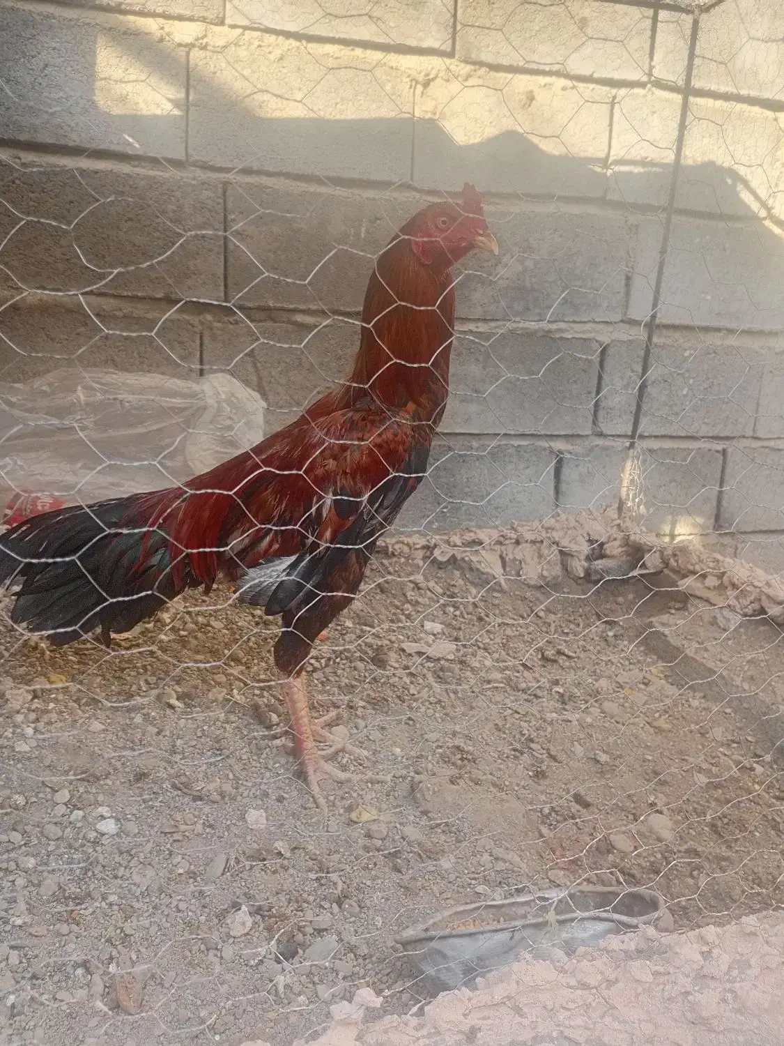 خروس|حیوانات مزرعه|میناب, |دیوار