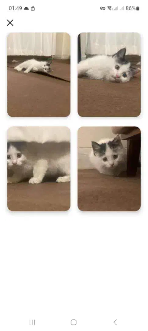 گربه بسیار زیبا|حیوانات|کرمان, |دیوار