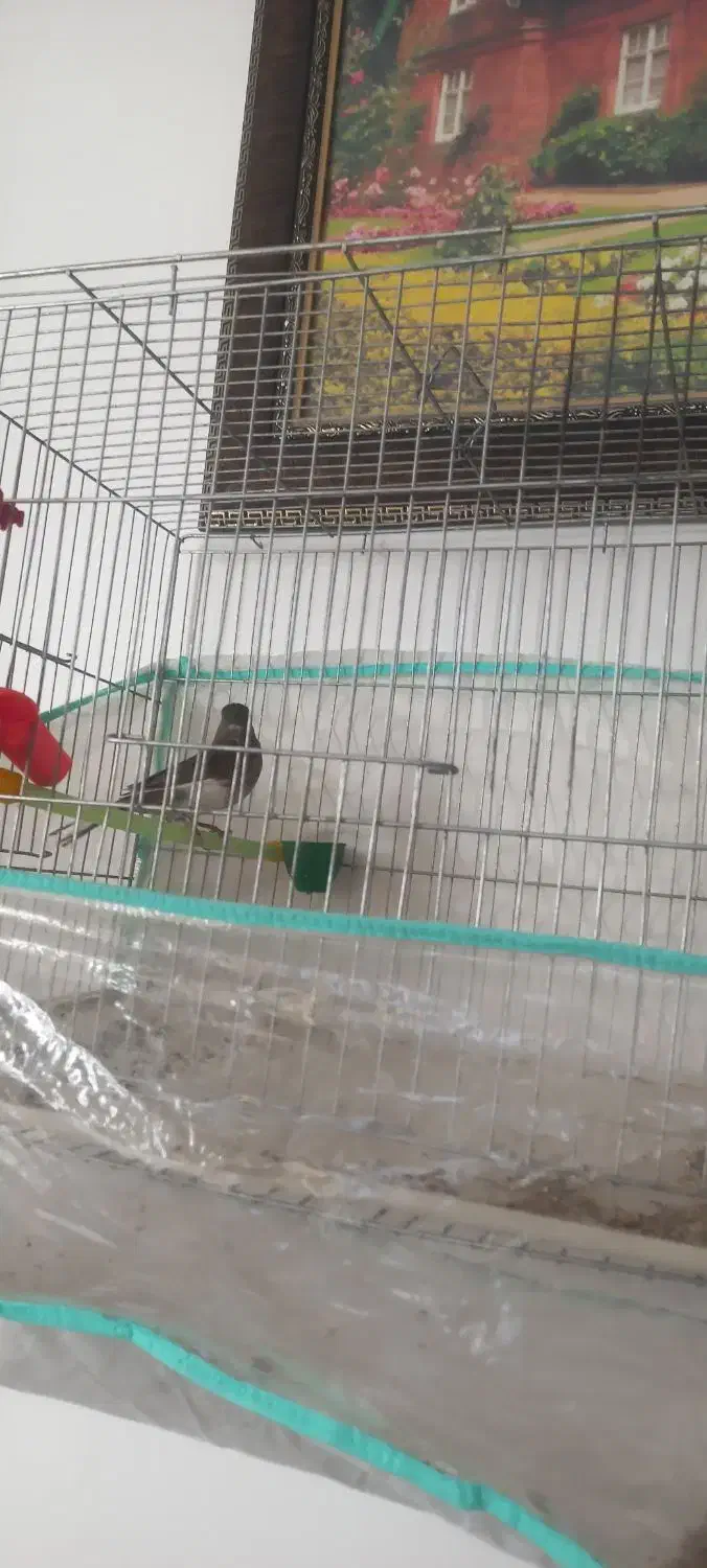 قناری کشیده بلند عالی و درجه یک|پرنده|یزد, |دیوار