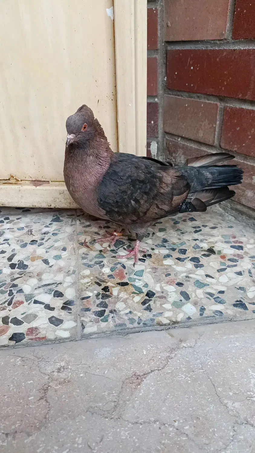 کبوتر ارشینگل|پرنده|مسجد سلیمان, |دیوار