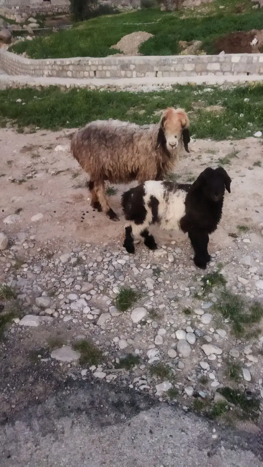 میش|حیوانات مزرعه|ایذه, |دیوار