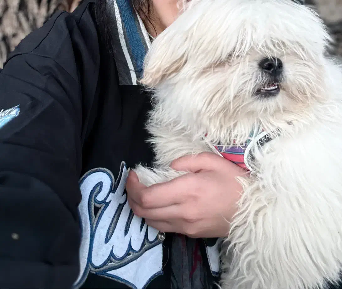 سگ خانگی|سگ|بوشهر, |دیوار