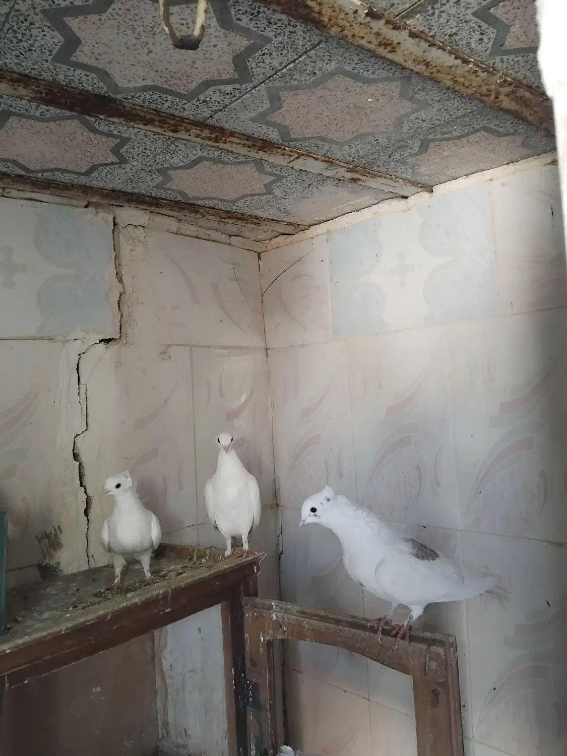 کبوتر|پرنده|پلدختر, |دیوار