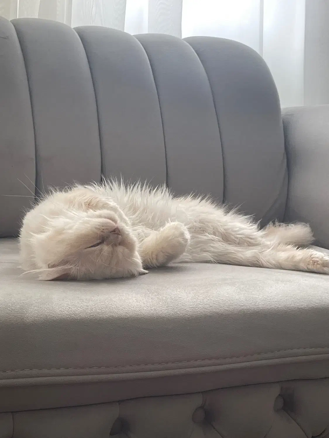 گربه|گربه|قزوین, |دیوار