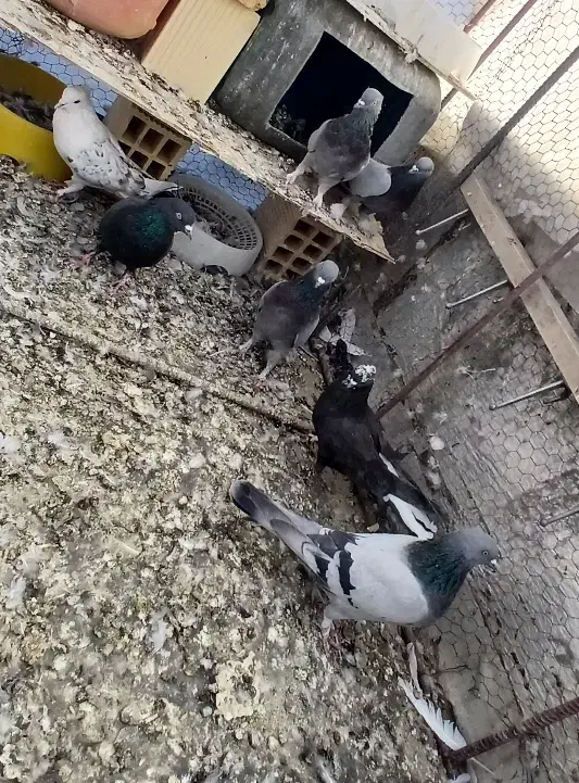 کبوتر پر قدیمی|پرنده|سامان, |دیوار