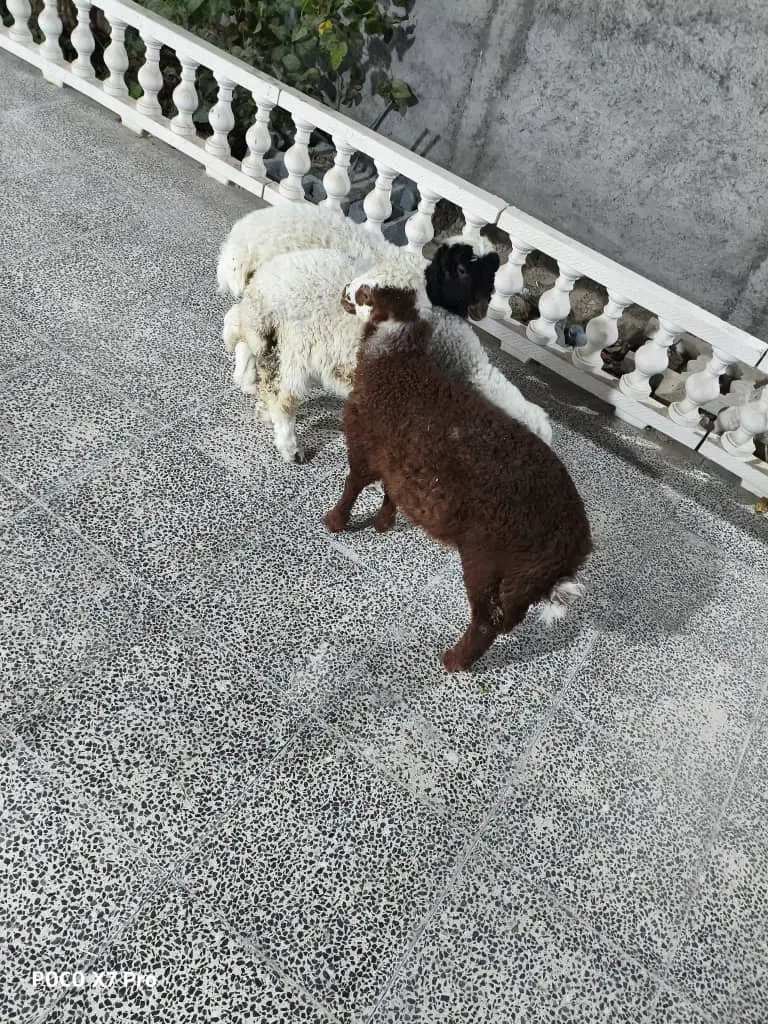 بره نر سرحال وآشتی|حیوانات مزرعه|بندرعباس, |دیوار