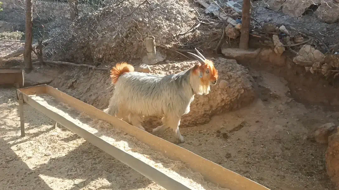 فروش بیگ تخمی|حیوانات مزرعه|ایذه, |دیوار