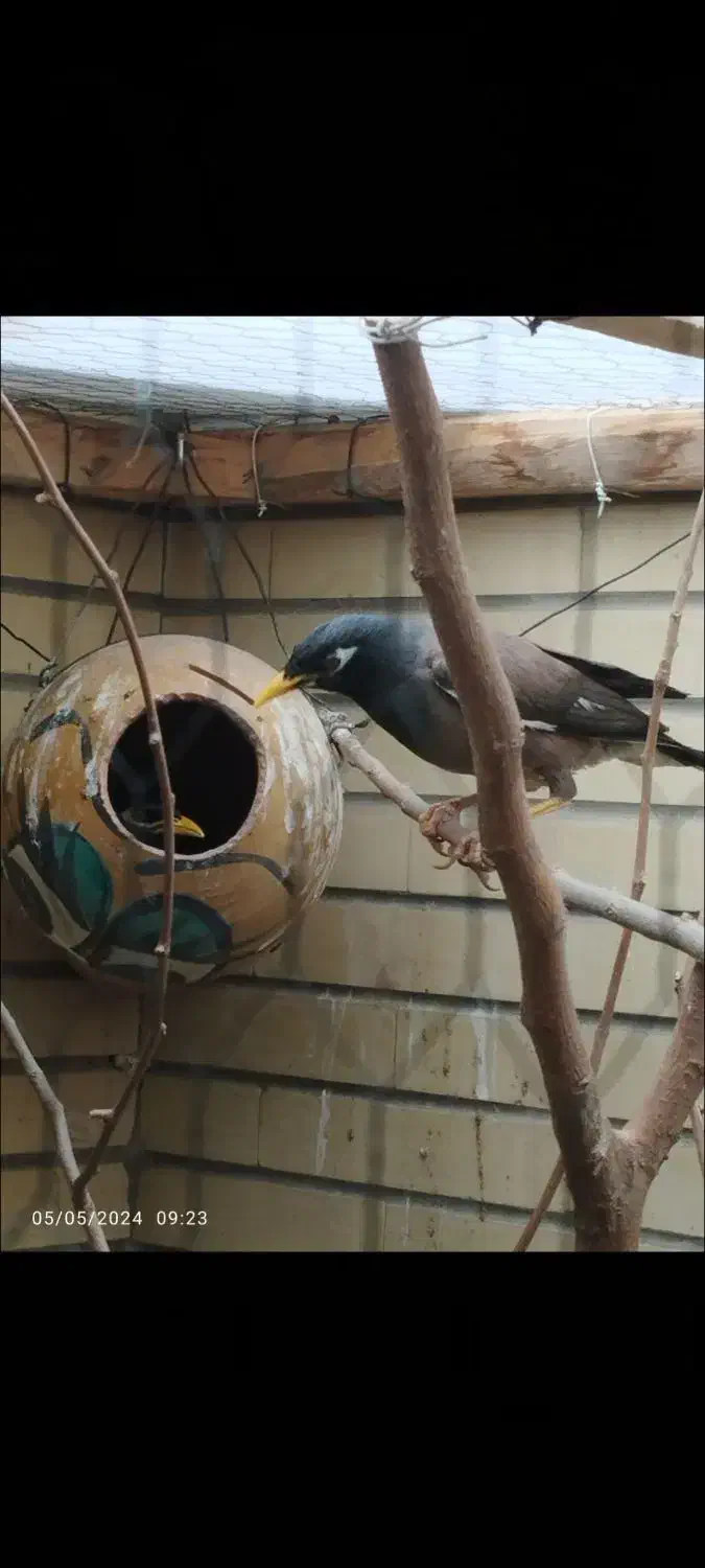 مرغ مینا نر و ماده بالغ و به شرط|پرنده|اصفهان, شاهزید|دیوار