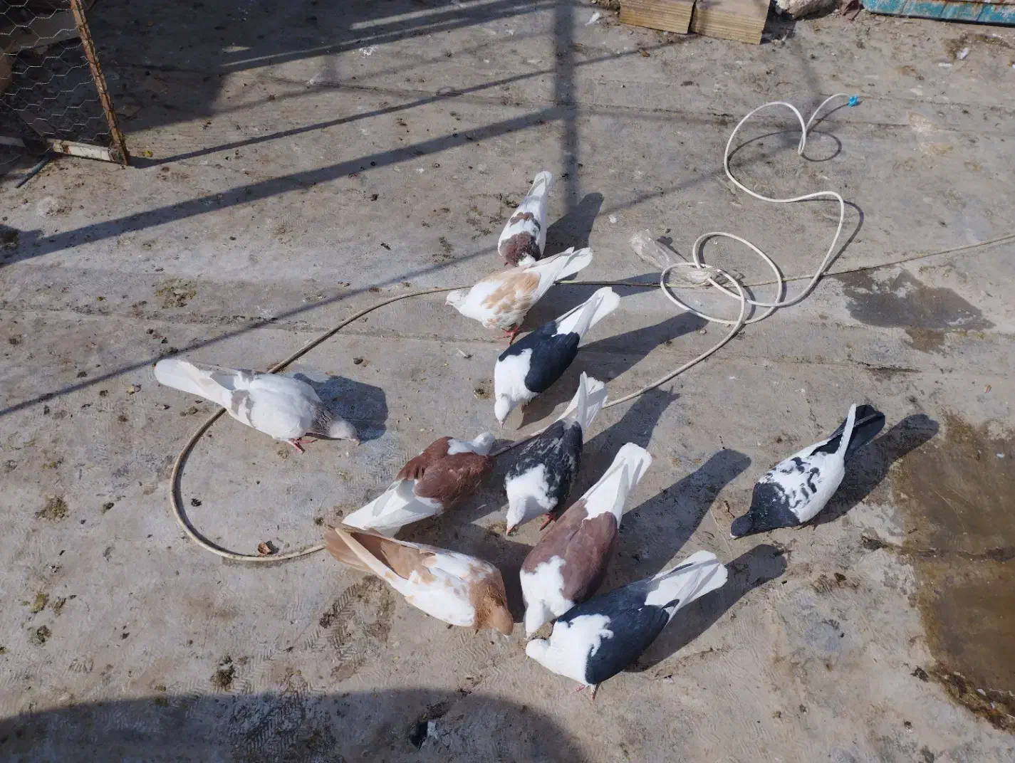 کبوتر|پرنده|تاکستان, |دیوار