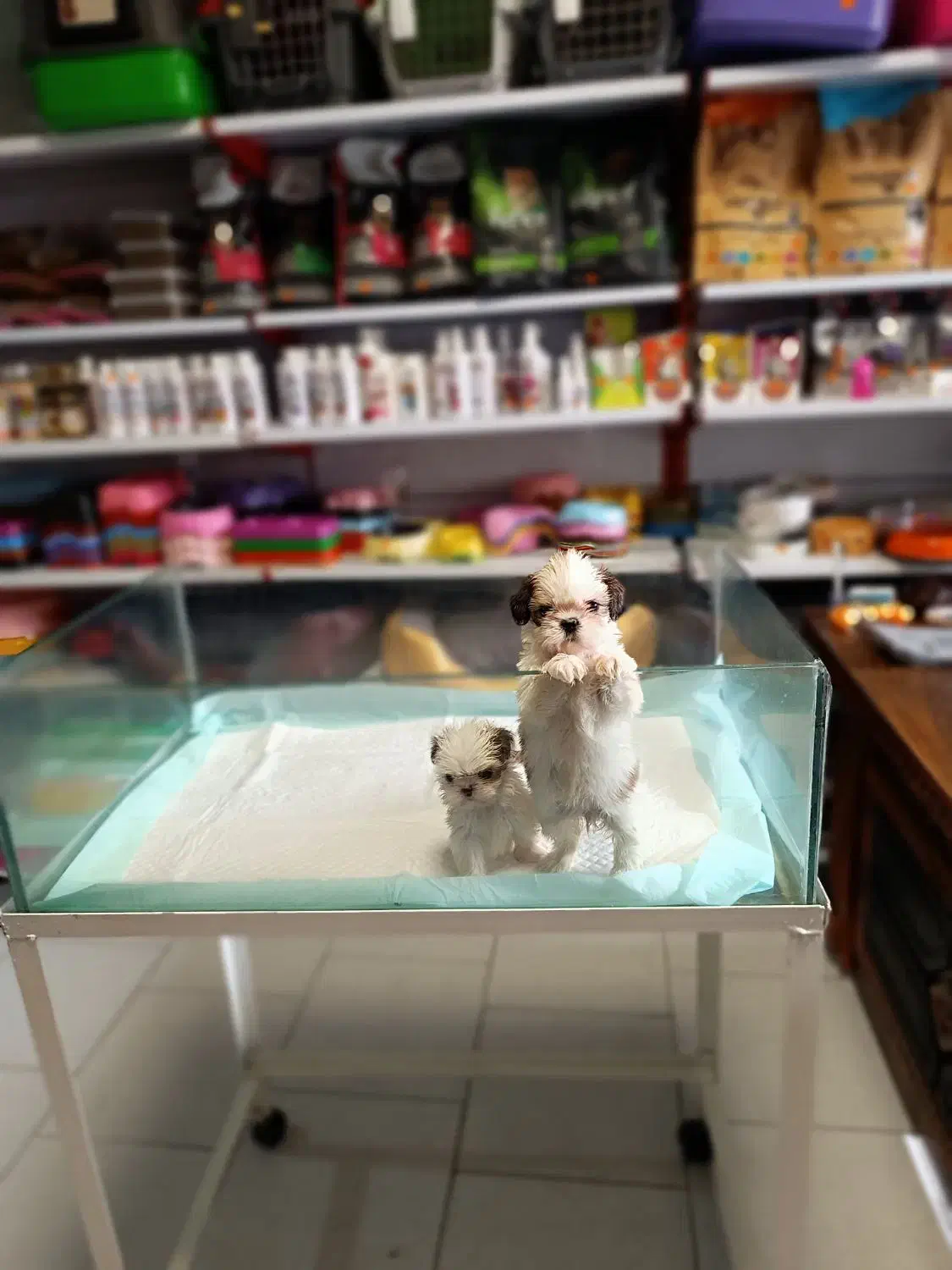 سگ شیتزو سوپر فلت تیکاپ سگ جیبی سگ آپارتمانی|سگ|تهران, صادقیه|دیوار