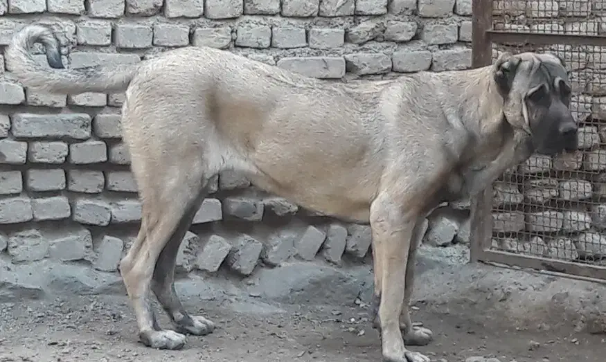 سگ سرابی خالص|سگ|تهران, هرندی|دیوار