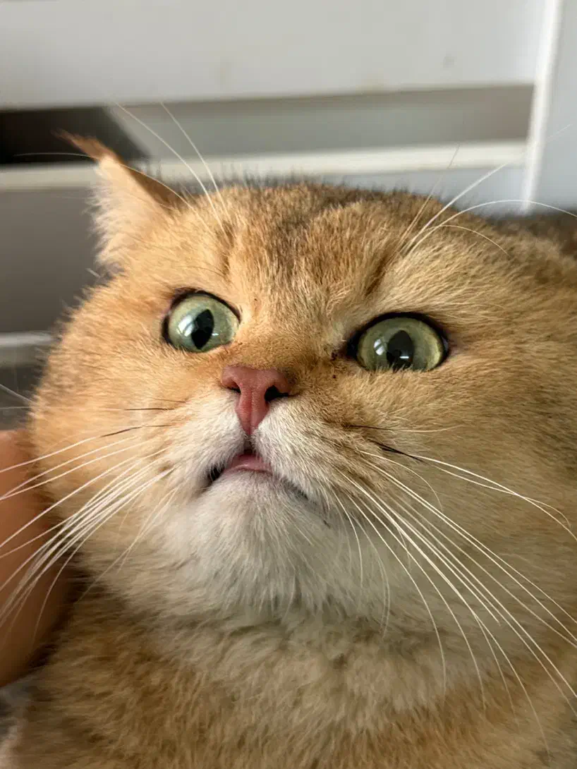 جفتگیری ny24|گربه|مشهد, هنرستان|دیوار