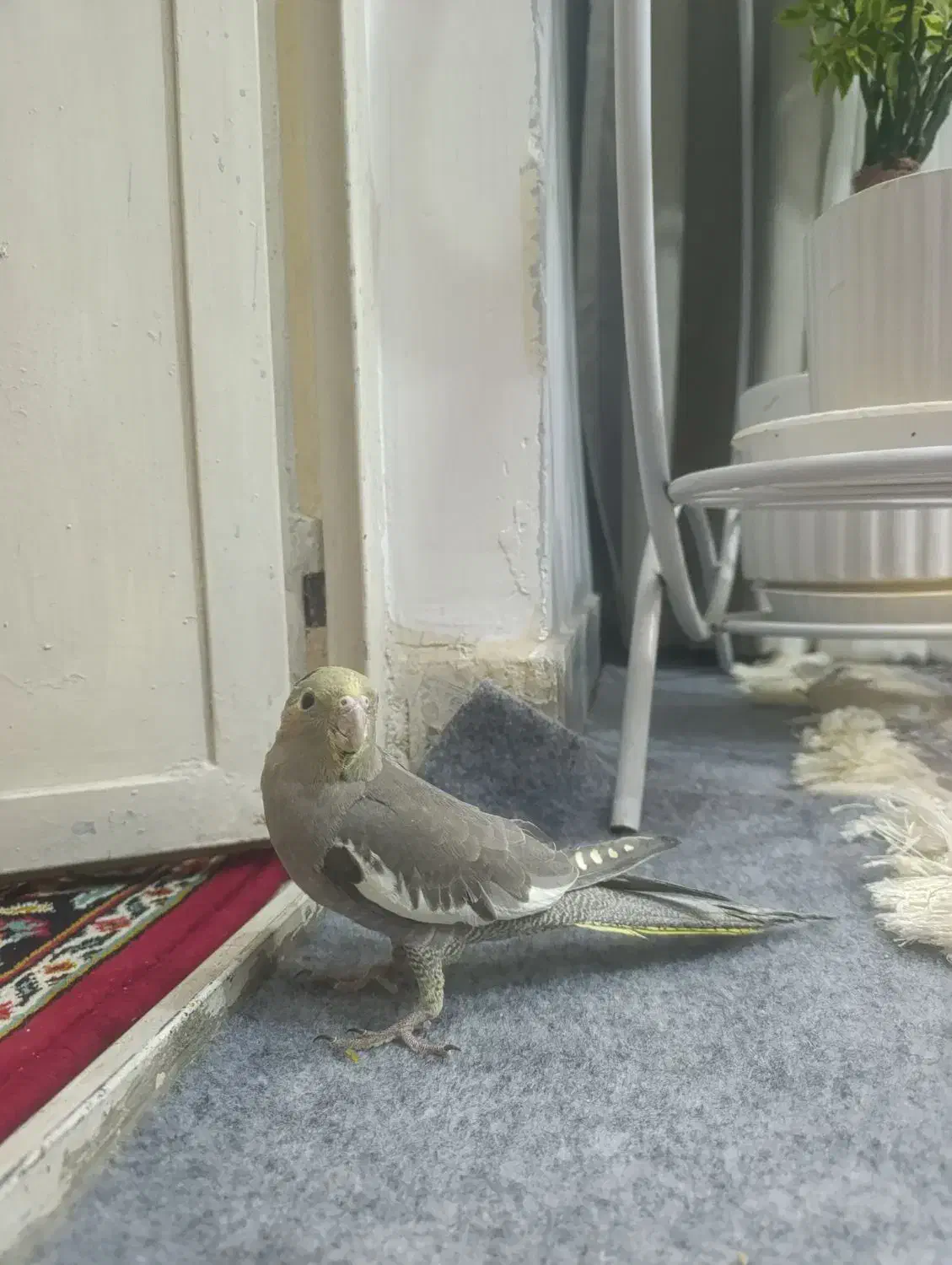 عروس هلندی خاکستری|پرنده|بردسیر, |دیوار