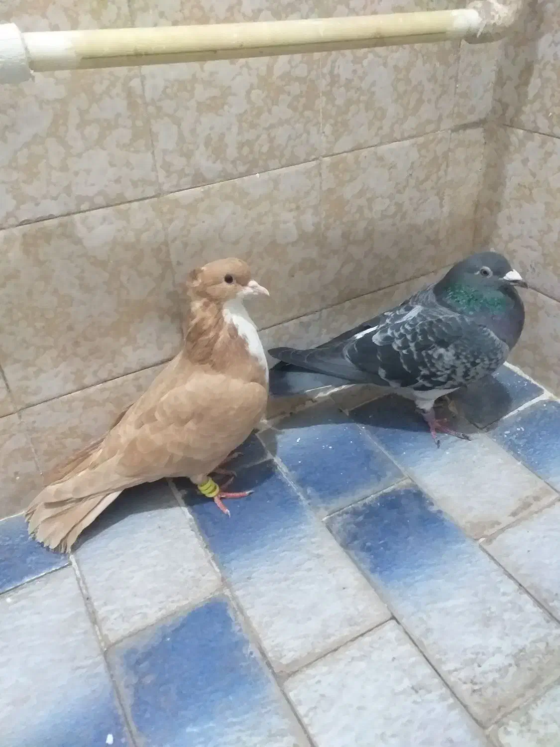 کفتر|پرنده|تربت‌حیدریه, ۴۵ متری|دیوار