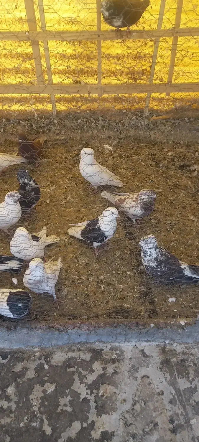 تعدادی کبوتر پرشی تهرانی و پاکستانی|پرنده|رودهن, |دیوار