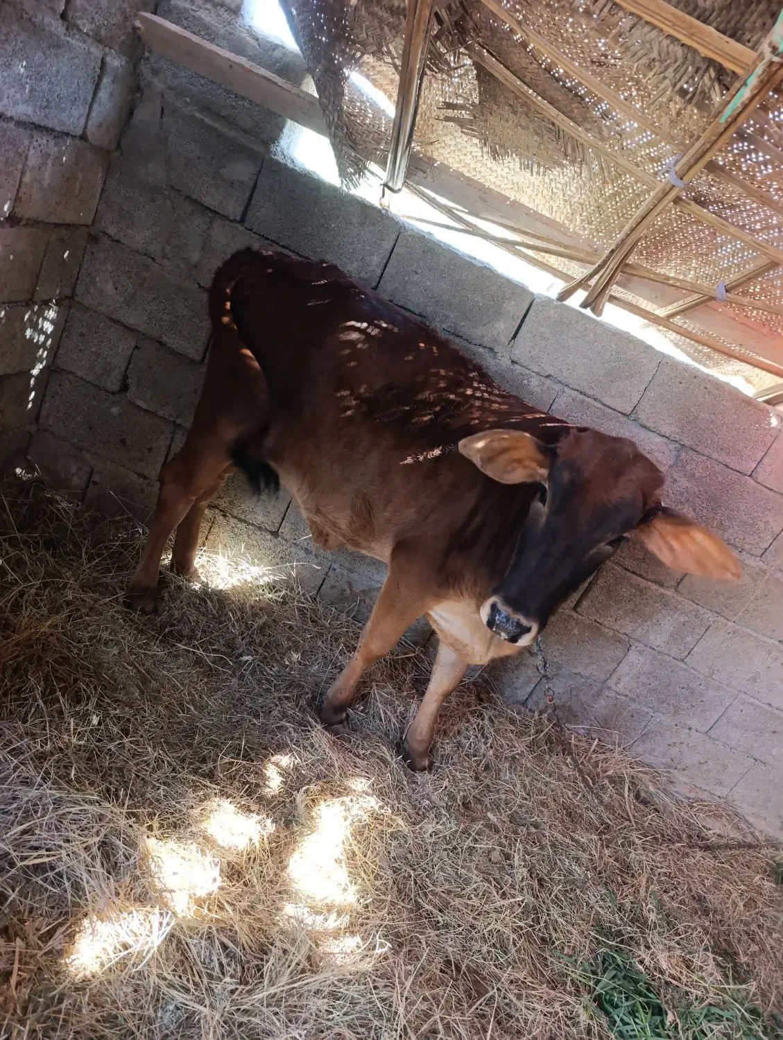 گاو فروشی|حیوانات مزرعه|سراوان, |دیوار