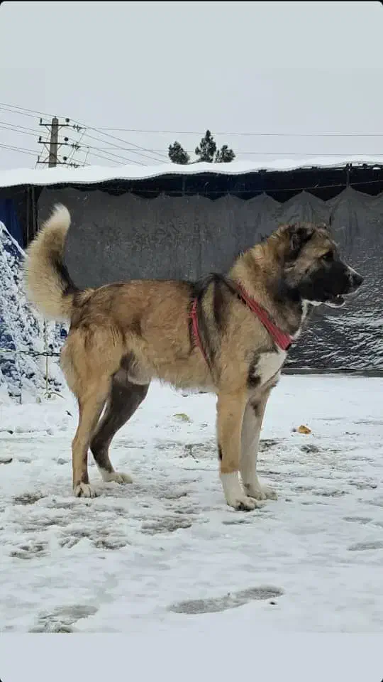 واگذاری سگ سرابی|سگ|بهارستان, |دیوار