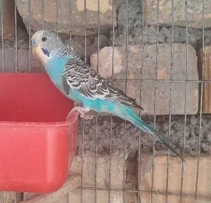 مرغ عشق ماده|پرنده|خمین, |دیوار