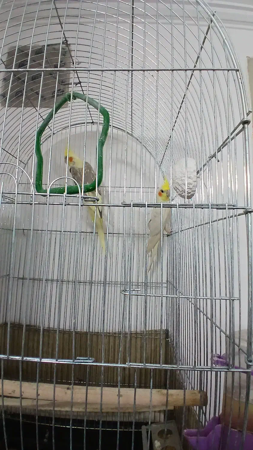 جفت عروس هلندی کاردرست|پرنده|یزد, |دیوار