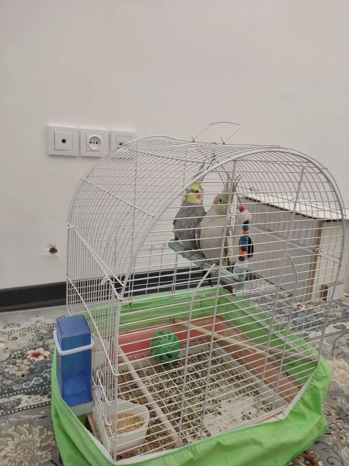 عروس|پرنده|قم, شهید صیاد شیرازی|دیوار