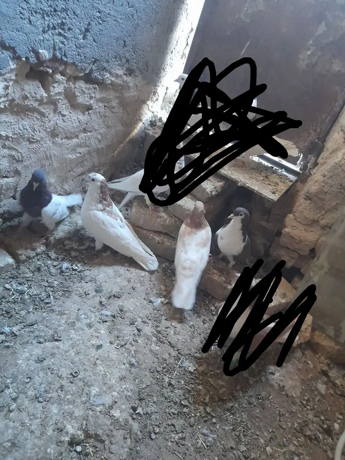۲جفت کفتر جفتگاه ضمانتی|پرنده|کاشمر, |دیوار