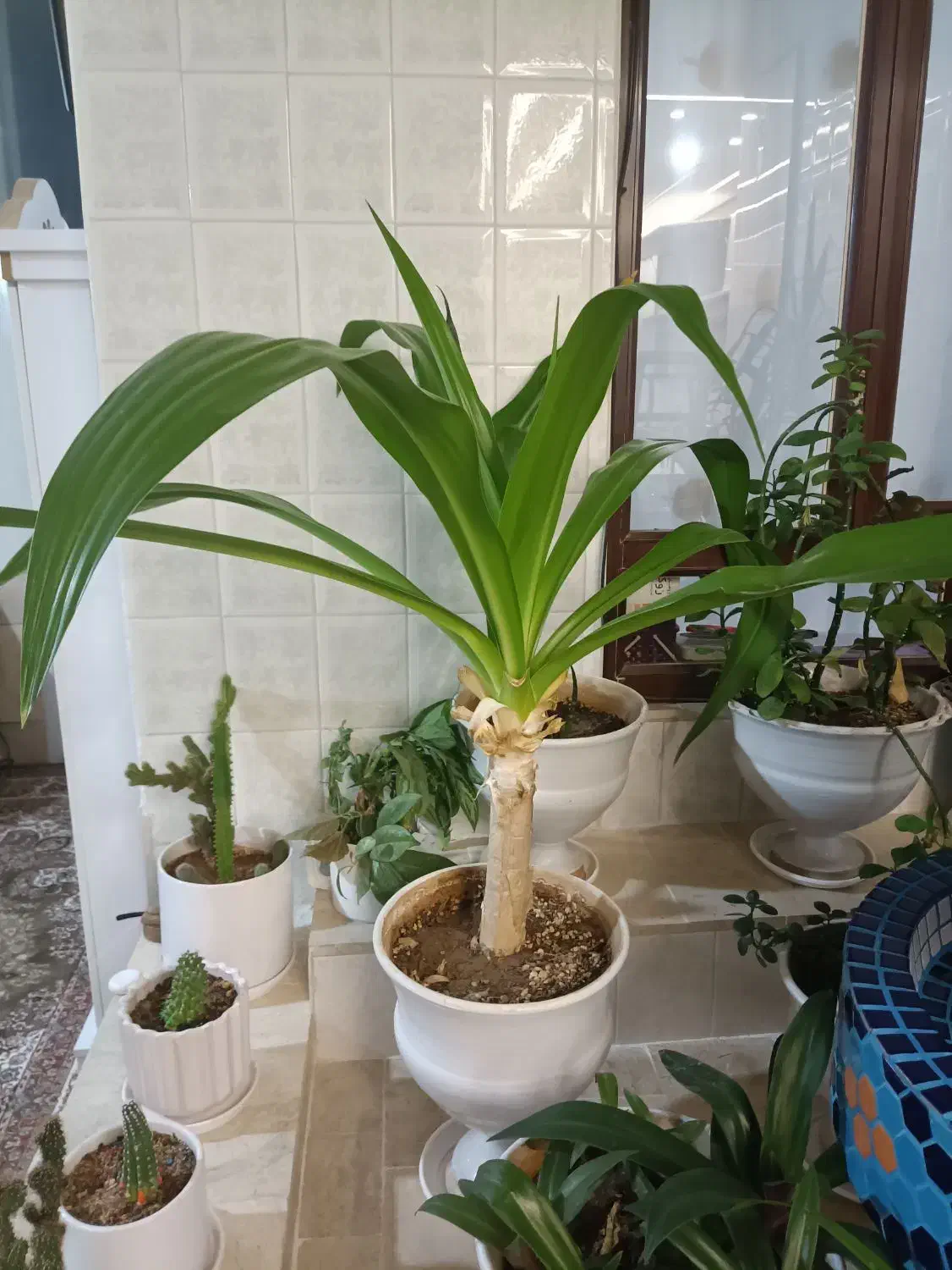 گل طبیعی|گل و گیاه طبیعی|آباده, |دیوار