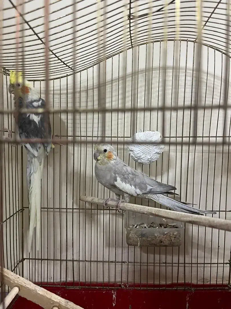 عروس هلندی|پرنده|فردیس, فردیس|دیوار