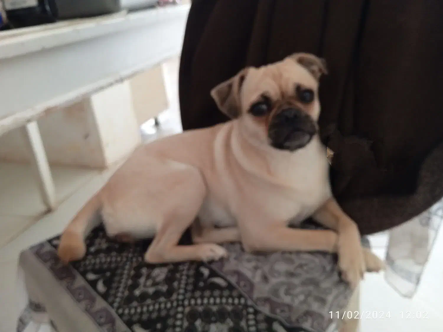 پاگ|سگ|مشهد, الهیه|دیوار