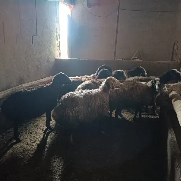 میش ابستن|حیوانات مزرعه|اسفرورین, |دیوار